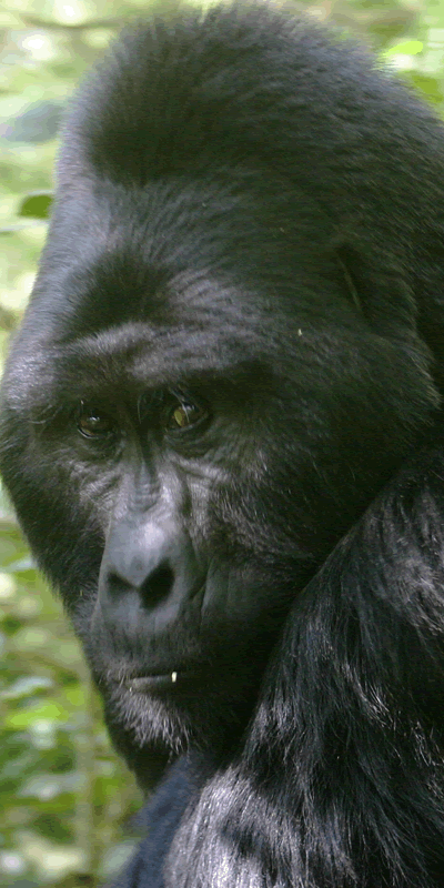 5 Day Gorilla Safari