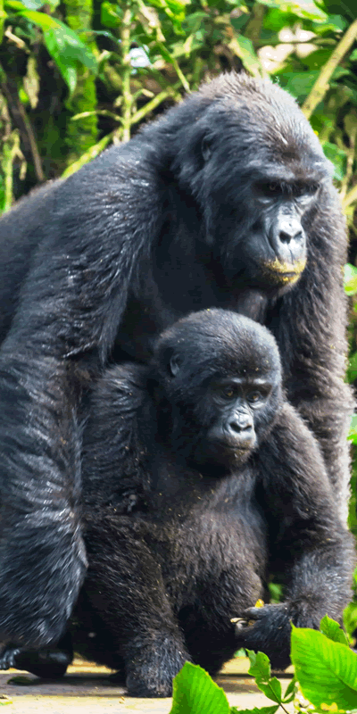 11 Days Uganda Gorilla Tour