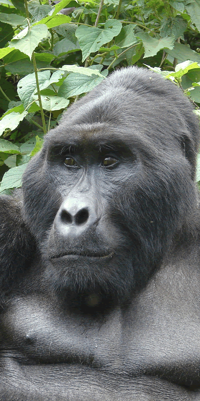 15 Days Best of Uganda Gorilla Safari